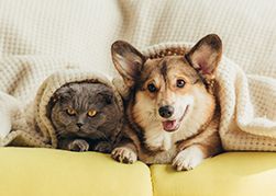 宠物行业 宠物行业